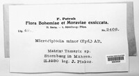 Image of Microdiplodia minor
